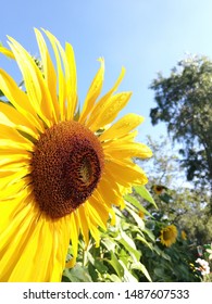 Sunflower In Burnham Park, Baguio City