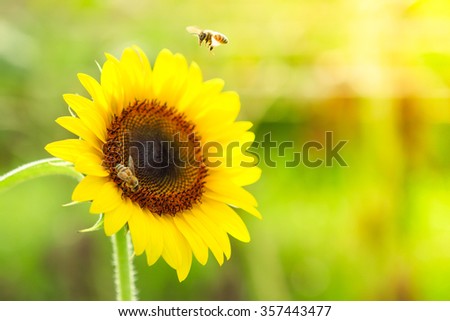 sunflower with busy bee