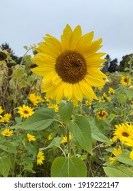 Sunflower At The Cider Mill