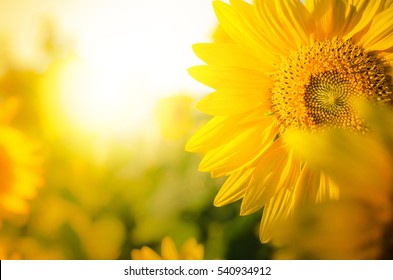 Sunflower circle big yellow flower warm Background reflective light from the sun concept of hope energy and enthusiasm for life