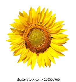 sunflower with clipping path