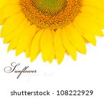 Sunflower close up