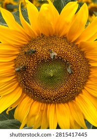 Sunflower up close with bees