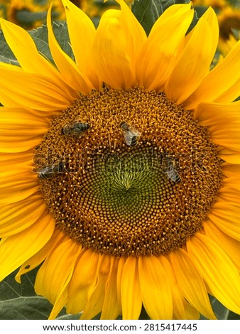 Sunflower up close with bees