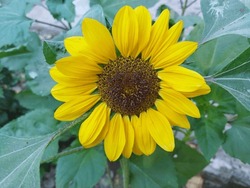 Sunflower Close Up Yellow Bright With Green Leaves