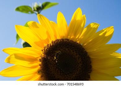sunflower close-up