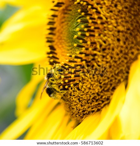 Sunflower closeup with a bee