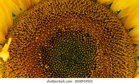 Sunflower Close-up. Nature Creation. 
Natural Gradient Of Colors: From Green To Yellow. Center Of The Flower. The Golden Ratio And Fibonacci Lines In Nature