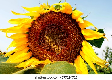 Sunflower closeup on sky background with bee - Shutterstock ID 577214725