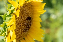 Sunflower, Close-up. Summer Landscape In Sunny Day