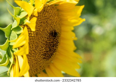 Sunflower, close-up. Summer landscape in sunny day - Powered by Shutterstock