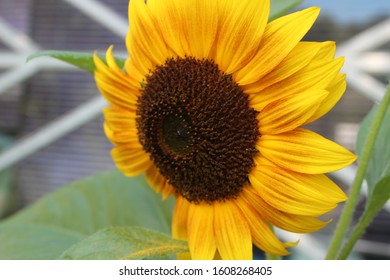 Sunflower. Sunflower closeup. Sunflower view.
