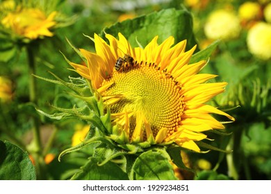 Sunflower  Close-up With  Wasp.  Yellow Blossom  Flower   Pollination By An Insect Wasp For Agriculture For The Production Of Sunflower Oil, Honey  And Seeds. 