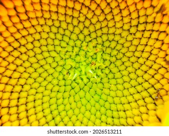 Sunflower Close-Up.Beautiful Color Burst Found In The Center Of A Sunflower.Spiral Pattern In The Center Of Beautiful Sunflower Close Up Showing Neatly And Methodically Arrangement Of Nature Creation.