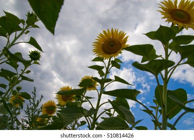 Sunflower in clouds