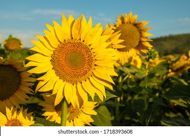 Sunflower cultivation at sunrise in the mountains of Alicante, Spain. - Powered by Shutterstock