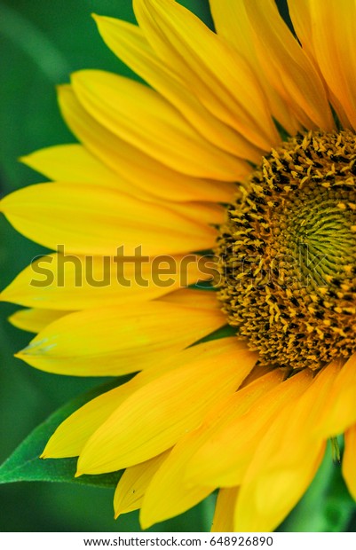 Menakjubkan 13 Gambar Dan Foto Bunga  Matahari  Koleksi 