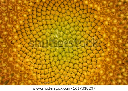 Sunflower disk florets close up