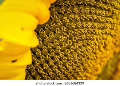 Sunflower disk florets up close macro shot