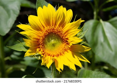 Sunflower Early Bloom In The Noon Sun