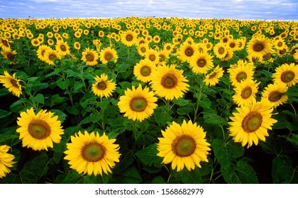 Sunflower Farm In The Feild