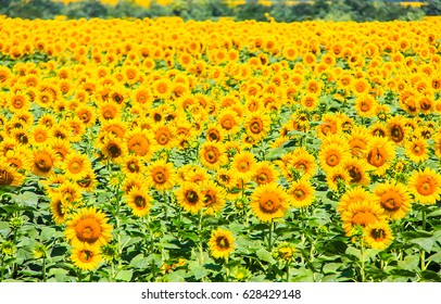 Sunflower Farm Field Landscape View