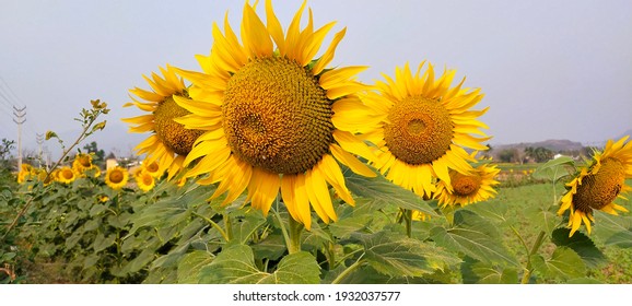 Sunflower In The Farm Is Nice