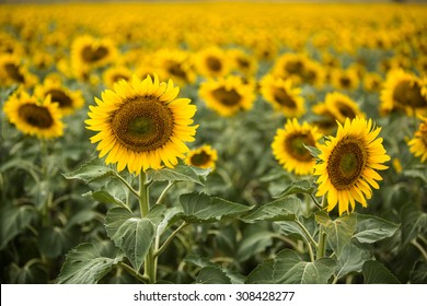 A Sunflower Farm In Summer In South Dakota
