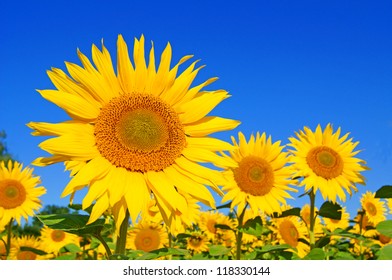 sunflower field / sunflower