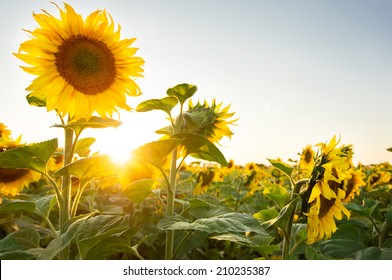 Sunflower field - Powered by Shutterstock