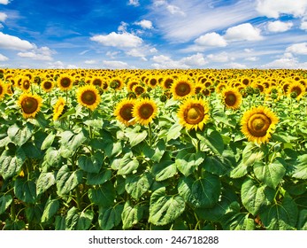 sunflower field