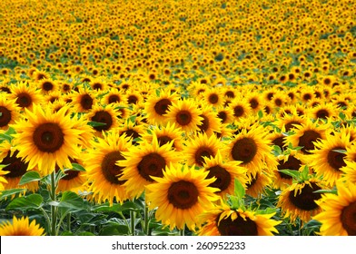 Sunflower field - Shutterstock ID 260952233