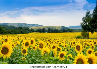 sunflower field - Shutterstock ID 267426974
