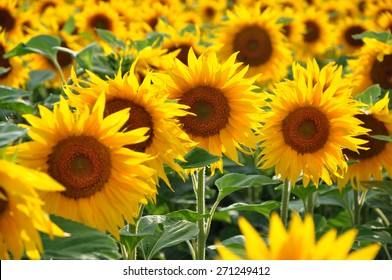 Sunflower field - Shutterstock ID 271249412