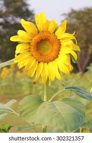 sunflower in the field
