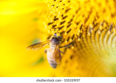 sunflower field