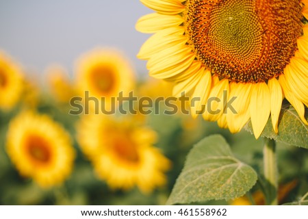 Sunflower field