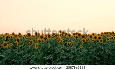 Sunflower field. Agriculture, sunflower seeds growing concept. Blooming sunflower field in countryside. Farmer's sunflower field. Agricultural industry. Beautiful landscape blooming plantation. Nature