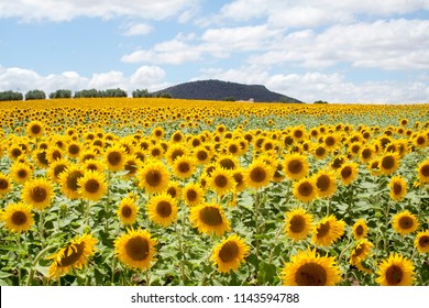 Sunflower Field In Andalucia