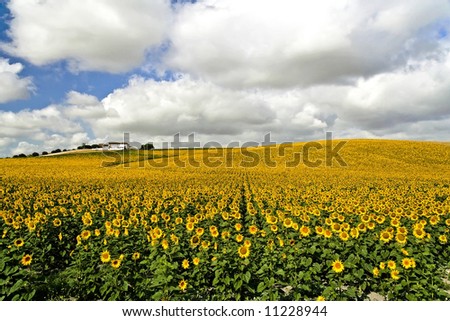 Image, Stock Photo Sunflower field IV Clouds