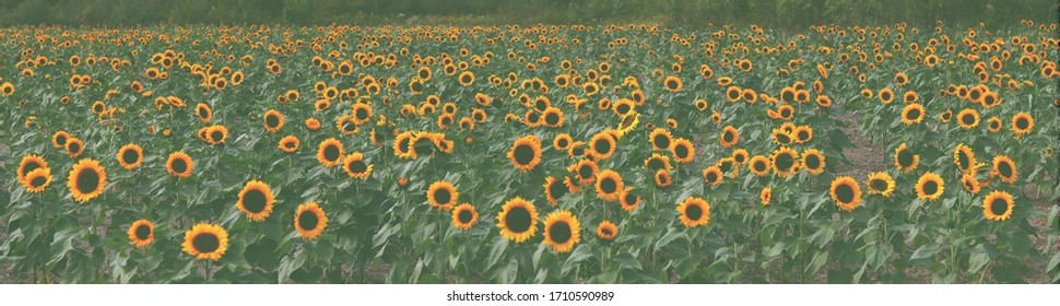 Sunflower Field In Avon Ohio