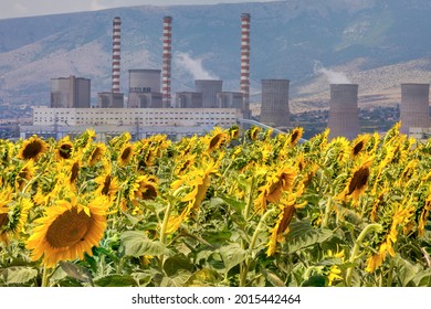 Sunflower Field And In The Background A Factory For The Production Of Electricity In Kozani, Northern Greece