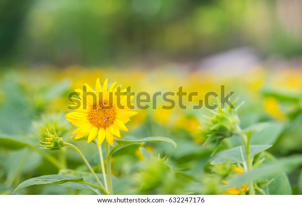 Wallpaper Sunflower Field Background