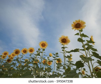 Sunflower Field With Blue Sky, Worm's Eye View