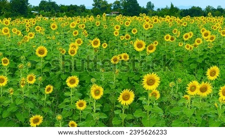Sunflower field, can be used for display or nature background concept. Copy space for your text or design.