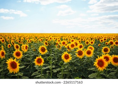 Sunflower field. Close up of sunflower on farm. Rural landscape. - Powered by Shutterstock