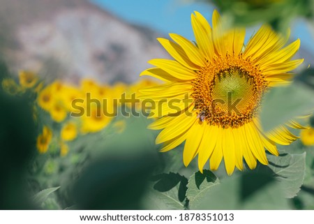 Similar – Image, Stock Photo sunflower blossom