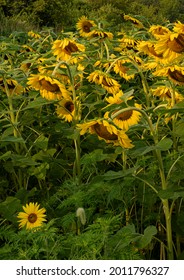 A Sunflower Field In DesPlaines River State Fish And Wildlife Area, Will County, Illinois