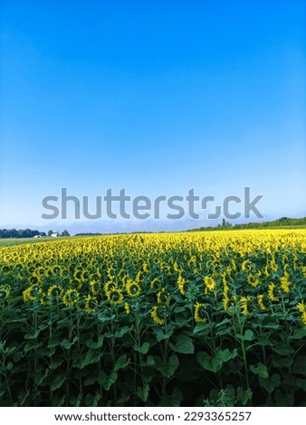 Similar – Image, Stock Photo Sunflower field IV Clouds