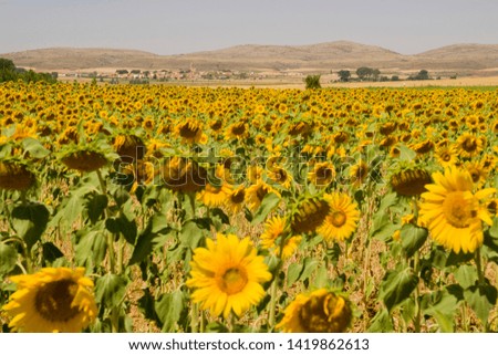 Image, Stock Photo Sunflowers Field at Sunset.Nature Background